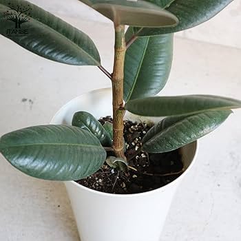 フィカス・エラスティカ（ゴムの木）約1.5メートル 観葉植物 フィカス・エラスティカ」の人気商品一覧 | 安い商品を